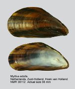 Mytilus edulis (3)